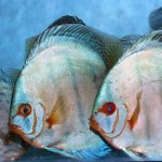 Photo by Wattley Discus (@WattleyDiscus)
