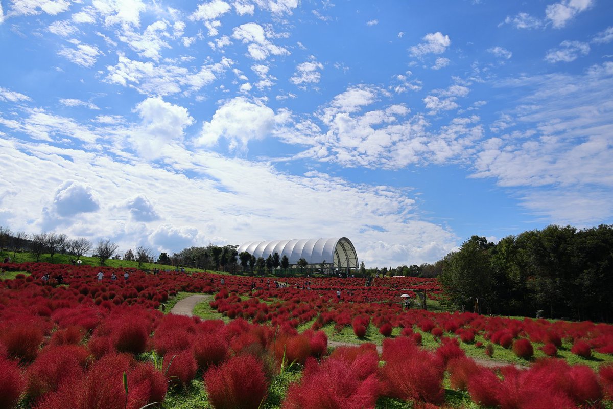 521_yoshi's tweet photo. 香川県仲多度郡まんのう町
国営讃岐まんのう公園
撮影日:2026年10月12日
@sanukimannopark

#国営讃岐まんのう公園 #コキア #もふもふコキア #あばれん坊コキア #パンパスグラス #kagawa #sanukimannopark #kokia #bassiascoparia #pampasgrass #canon #eosr6markii #rf100400mmf56_8isusm https://t.co/CfTxLBaxph