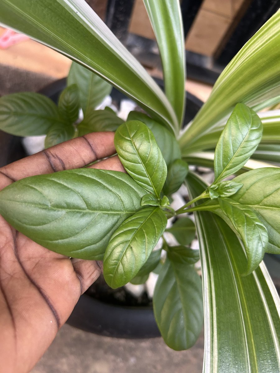 ummuh_Zahra's tweet photo. From my garden.🥰 I found this beautiful plant growing inside one of my flowerpots. I don’t know if it’s a weed or a flower, but whatever it is, I love it! https://t.co/Wb2VZSIiIC