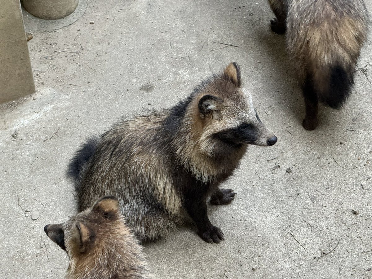 HaruhikoBoss429's tweet photo. すっごくマービー君を感じる・・・
#とくしま動物園
　#ホンドタヌキ https://t.co/UHscS73xy3