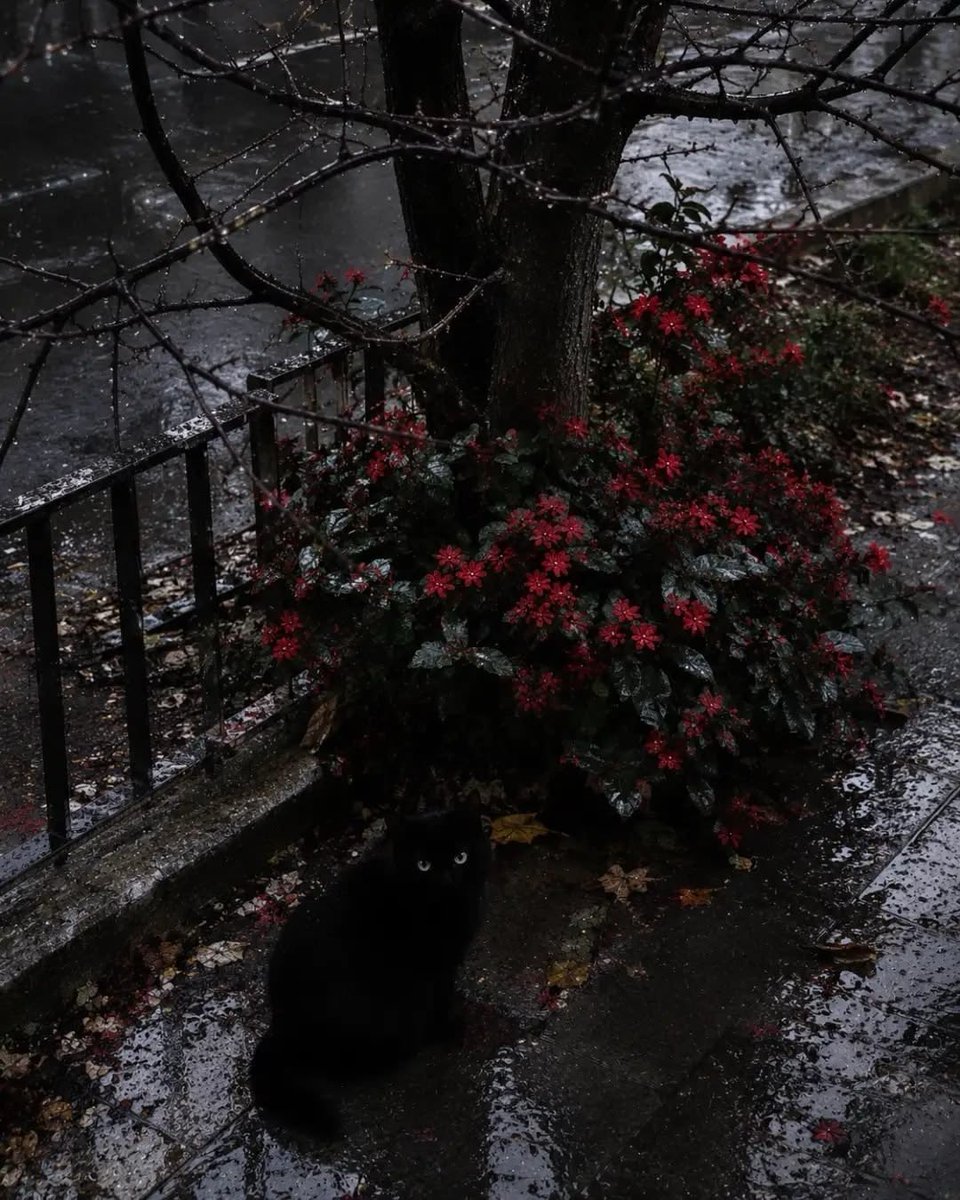 spooky_nature's tweet photo. do cats love rain? 🐈‍⬛ 🌧️ https://t.co/fmO0vfXeFL