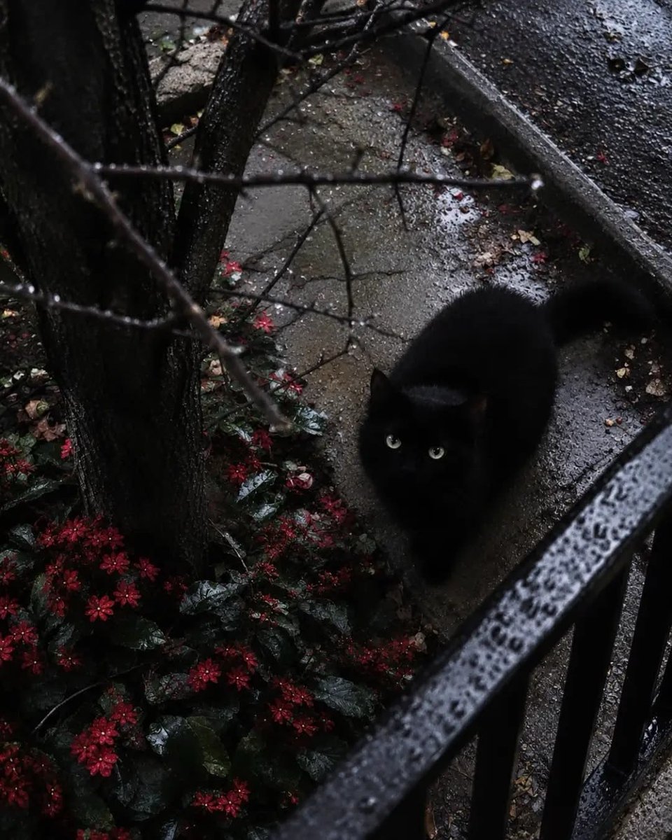 spooky_nature's tweet photo. do cats love rain? 🐈‍⬛ 🌧️ https://t.co/fmO0vfXeFL