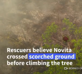 Forjink's tweet photo. This is fcking insane!

A lone 'orangutan' survived the Indonesian wildfires and LIVED TO TELL THE TALE!!!

She has since been named "Novita" and literally crawled across scorched ground before climbing the tallest tree to avoid burning to death.

INSANE STORY

Earlier Orangutan Outreach created a new campaign FOR HER and asked for crypto donations!!! SO GENNY

NATGEO tweeted about her too!!!
https://t.co/uDcWFu6SoU

Tweet: https://t.co/53x1TlKsf0