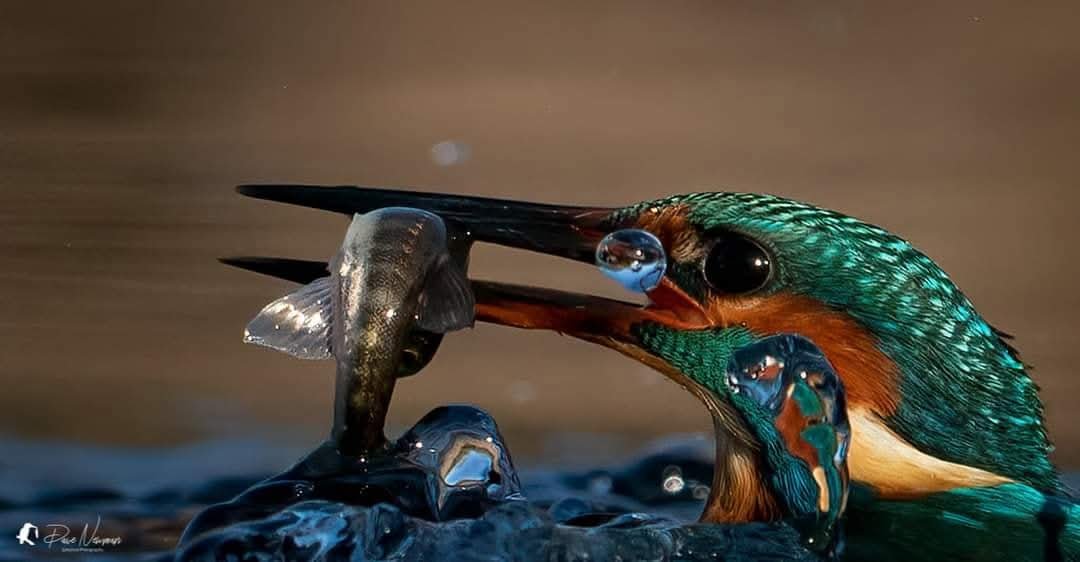 DaveSpherical's tweet photo. Good morning and happy Monday.
Just popping up with breakfast and a quick hello. 📸♥️

#kingfisher #wildbirdphotography #closeup #sonyalpha 

@SonyUK https://t.co/nBwcw99pio