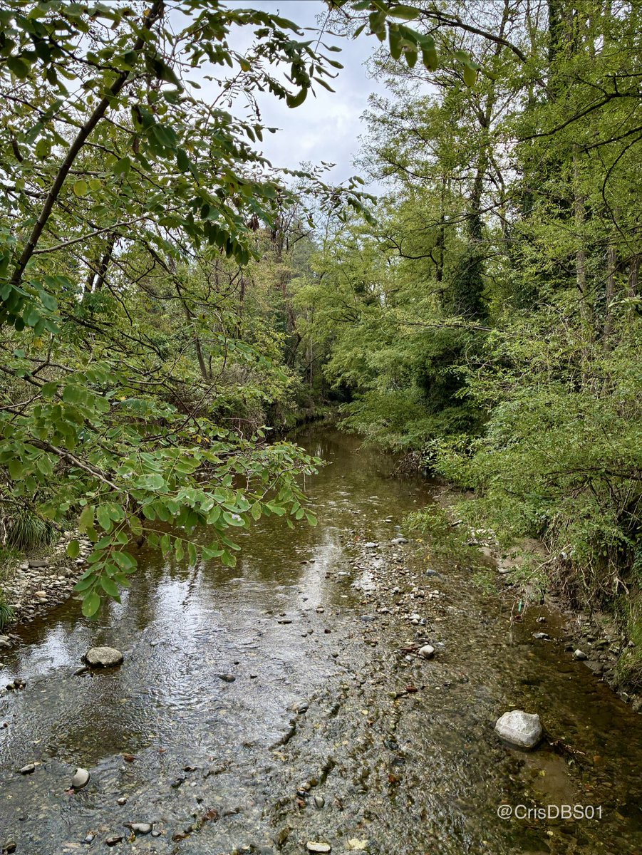 CrisDBS01's tweet photo. The sound of the stream, the colors of the forest. 🌲✨ #NaturePhotography #Nature #Travel #Landscape #Wanderlust #ShotOniPhone https://t.co/7jpIGN4nmj