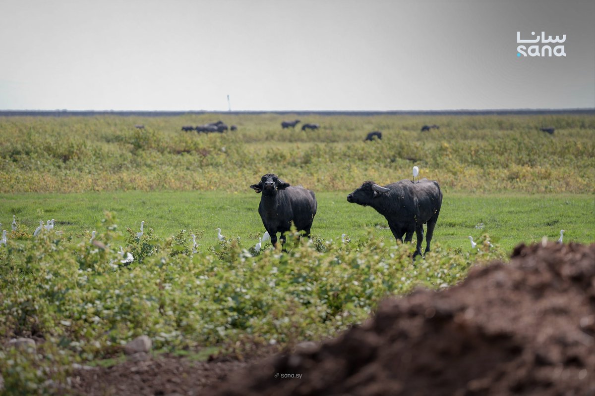 SANAEnOfficial's tweet photo. Syrian water buffalo numbers have increased in Hama’s Ghab Plain, but drought, rising feed costs and disease continue to challenge breeders and efforts to preserve the local breed.
#SyrianBuffalo
#GhabPlain
#Hama
#Livestock
#SANANews
https://t.co/KlQE7IJnZc https://t.co/QKlLJL9FOd
