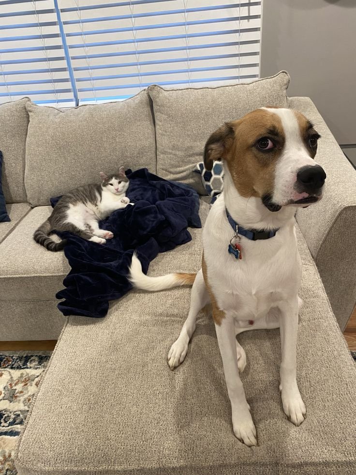 Madisonstegtax's tweet photo. Who said cats and dogs can't stay together. I love them so very much😊. https://t.co/WqjtjvDFKU