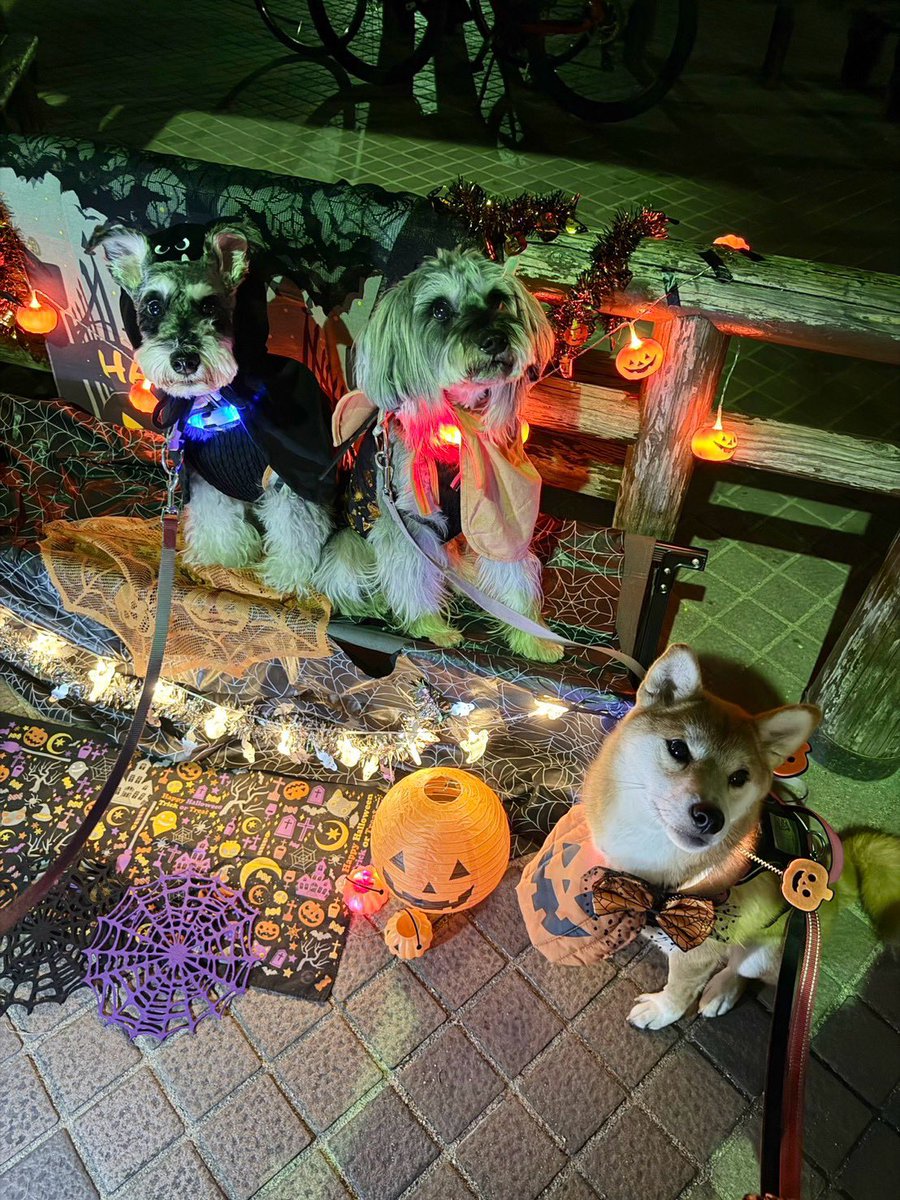 kumi7219's tweet photo. みんなあっち向いたりこっち向いたりで可愛い🎃👻🦇 https://t.co/mXfSYbs61B