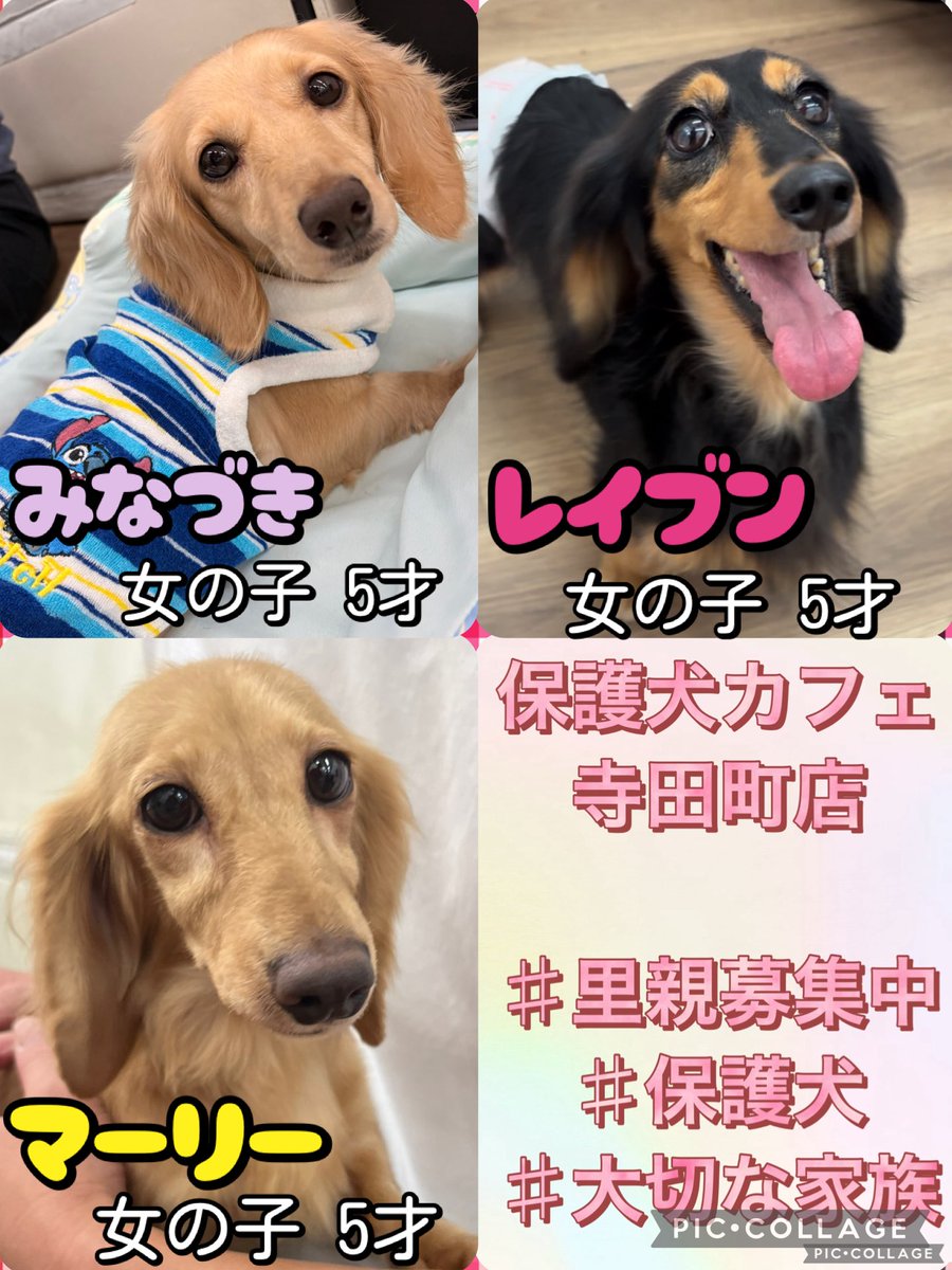 Hogooooo69's tweet photo. 現在の里親さん募集メンバーです🐶

コロナ、インフルエンザ予防のため
手指消毒にご協力下さい！

平日は混み合った際は満席時90分制🕒
土日祝は完全90分制となります⏰
ふれあい時間は19時半までとなります⚠️

お問い合わせは電話にてお願いします！
ご来店お待ちしております

#里親募集中　#保護犬 https://t.co/9Q1DrvE2UD