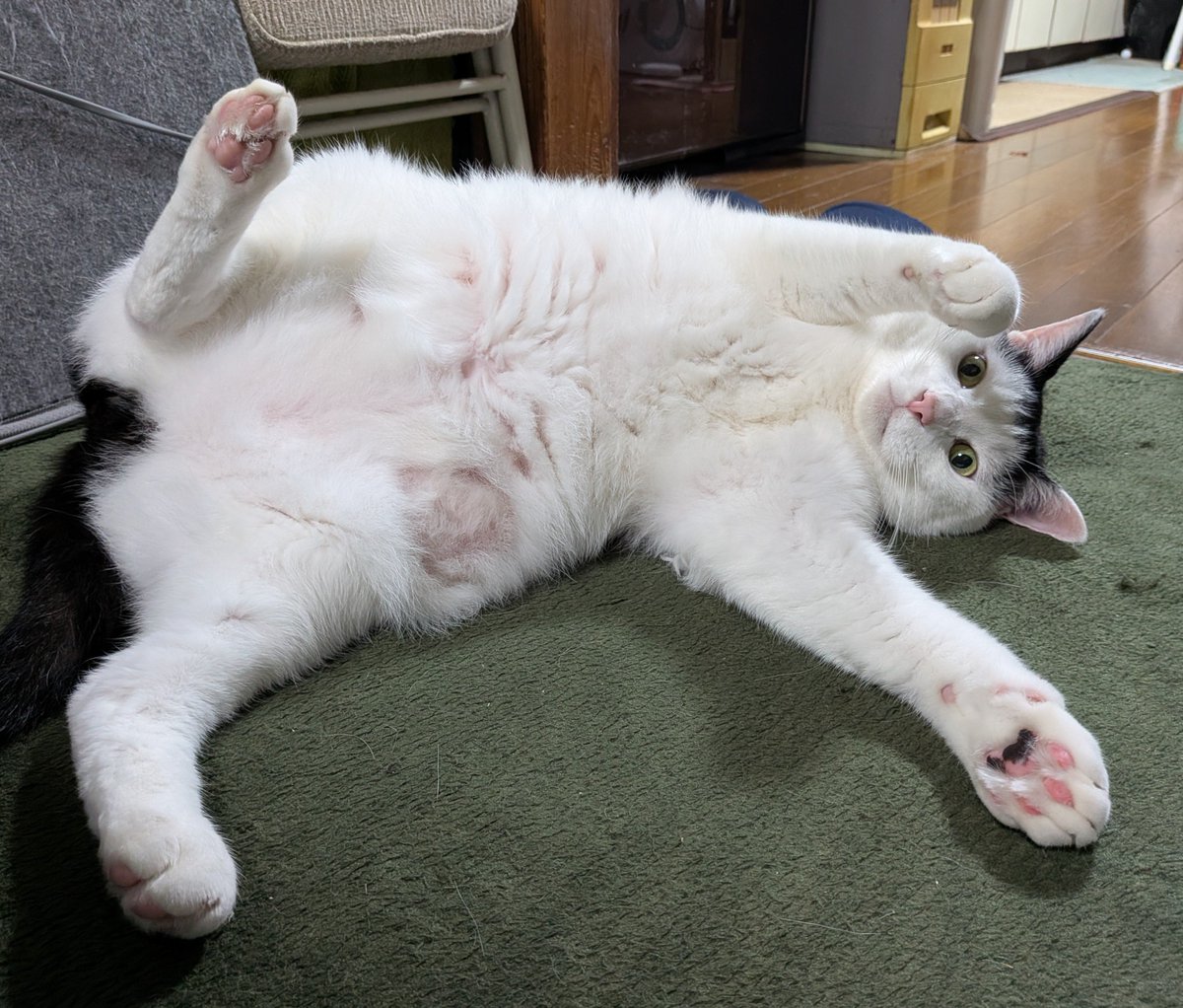 oyayubi_88's tweet photo. 実家の規格外ねっこ😹 https://t.co/1jtix8b9ga