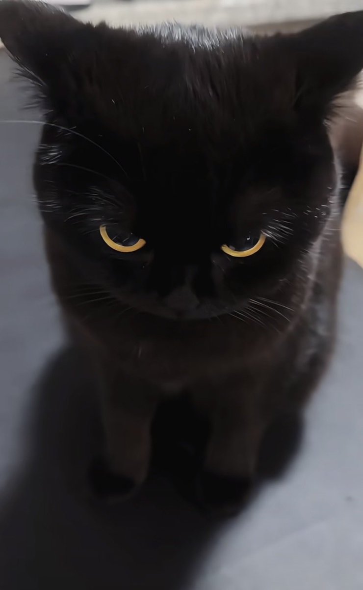 9118Silyimo's tweet photo. 辛鹿吃醋的样子和图片的猫猫🐈‍⬛一模一样，像发现其他猫在自己主人身上留下味道一样，每次看见辛鹿吃醋真的特别带感啊❤️‍🔥❤️‍🔥❤️‍🔥#raga #passionraga #패션라가 https://t.co/CvAlvNlwzv