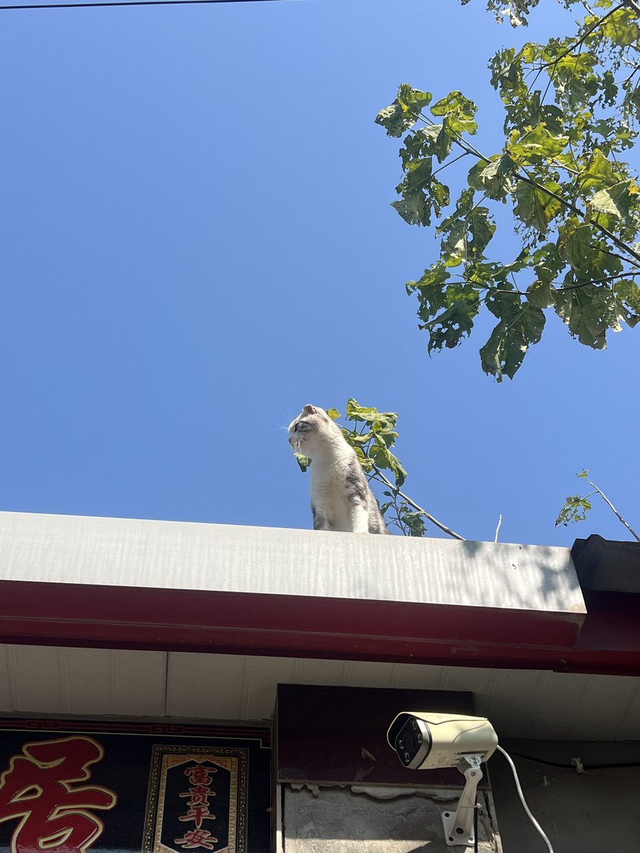 Xiapzqf4's tweet photo. 夏天的猫咪 https://t.co/YPb0cax9jz