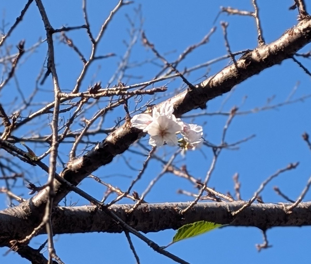 RoniiYuusuke's tweet photo. 蝉が鳴き
桜が咲き
すすきが色づき
紅葉が見れる謎の場所
上野恩賜公園 https://t.co/4NRaXfMVoU
