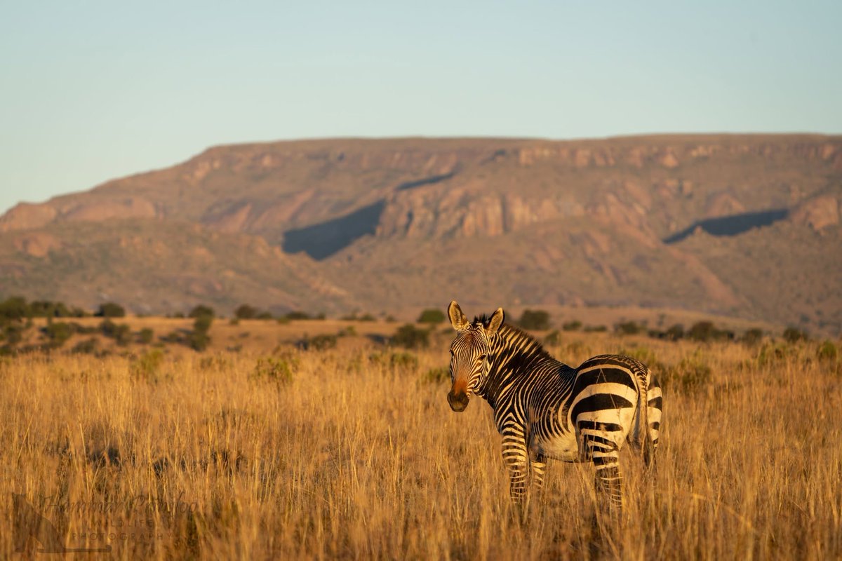 SANParksMZNP's tweet photo. The Mountain Icon.  A Mountain Zebra framed against the rugged mountains that give this beautiful park its name #MountainZebraNationalPark 🦓📷Hamman Prinsloo Wildlife Photography #LiveYourWild #WildBackYard @SANParks https://t.co/66fOcVcxVP