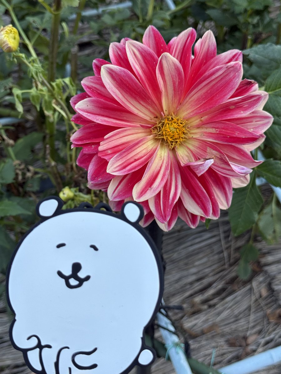knyacki_CHN's tweet photo. 10/12
#町田ダリア園⑥
#ダリア💐
#くま活 #ナガノのくま #自嘲熊 #jokebear #damgome #담곰이 https://t.co/ARB8CBTOhY