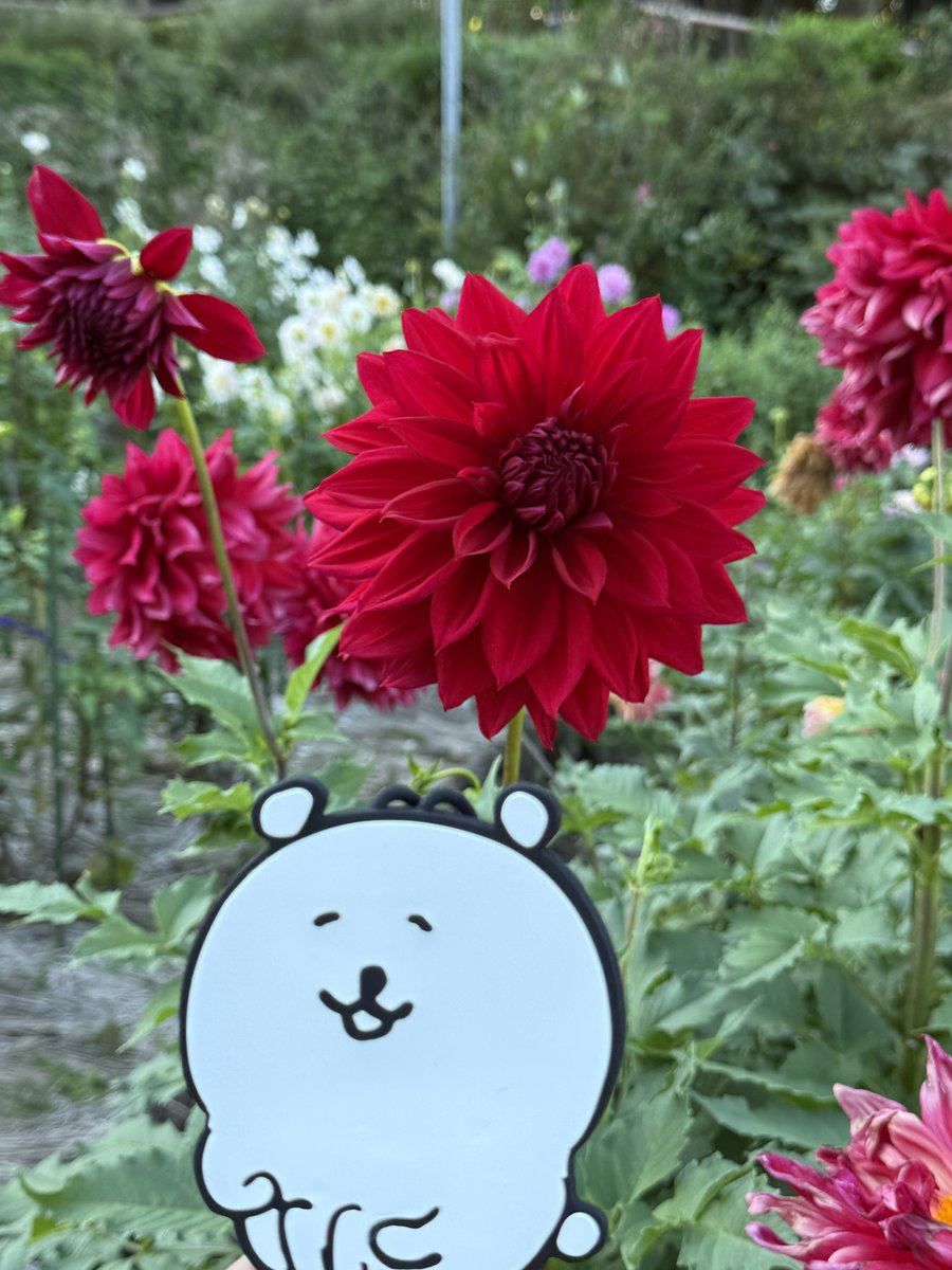 knyacki_CHN's tweet photo. 10/12
#町田ダリア園⑥
#ダリア💐
#くま活 #ナガノのくま #自嘲熊 #jokebear #damgome #담곰이 https://t.co/ARB8CBTOhY