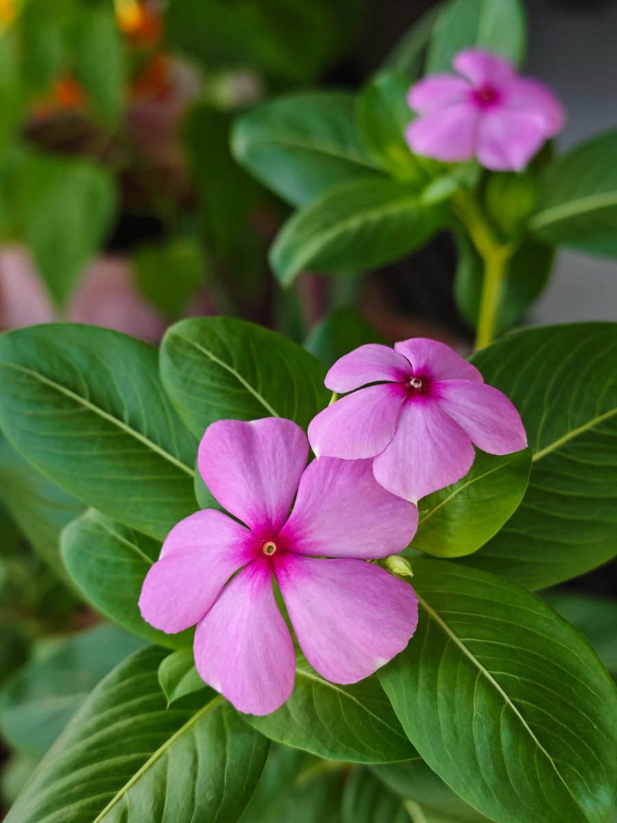 Snoopydaisy10's tweet photo. Catharanthus roseus (commonly known as Periwinkle) - blooming softly amidst the greenery.
May your day be as bright as these blooms! 💜
#MagentaMonday #PlantParent #FlowerPhotography #FlowerPower https://t.co/8gJmaPMgFH