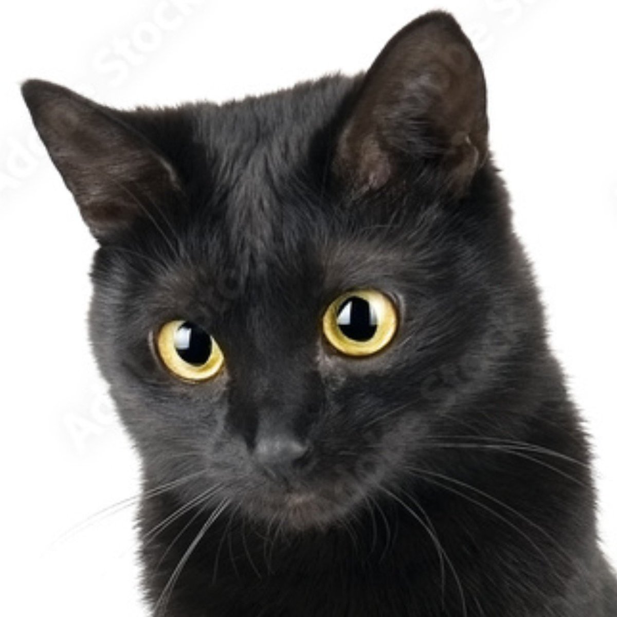 deltaruneleaks's tweet photo. i kid you not but deltarune chapter 6 and 7 may include a very large, very mean, potentially very friendly cat, biting everything in it's wake, be warned now!!!!!!!!! https://t.co/sewvyJ8PPs