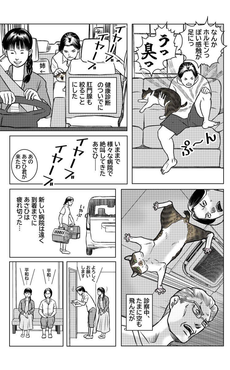 wako_kinyousya's tweet photo. 本日は「中年まっしぐら」。
猫がお尻をこすりつける時、何やら臭い時…それは肛門腺の絞り時です😌

#猫
#猫のいる暮らし
#猫マンガ
#漫画が読めるハッシュタグ https://t.co/eyvli7iOTR