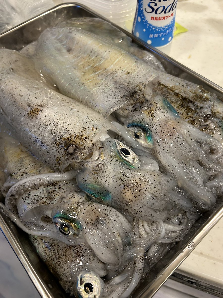 roronoa_zoro's tweet photo. やっぱりティップランおもろ🤣

しかしダートマックス釣れないなー。

ティップランナー最強か？

とりあえず今年もキロアップミッション
達成😭

レッド系キロアップ含め、9杯👏 https://t.co/rDBPniveku