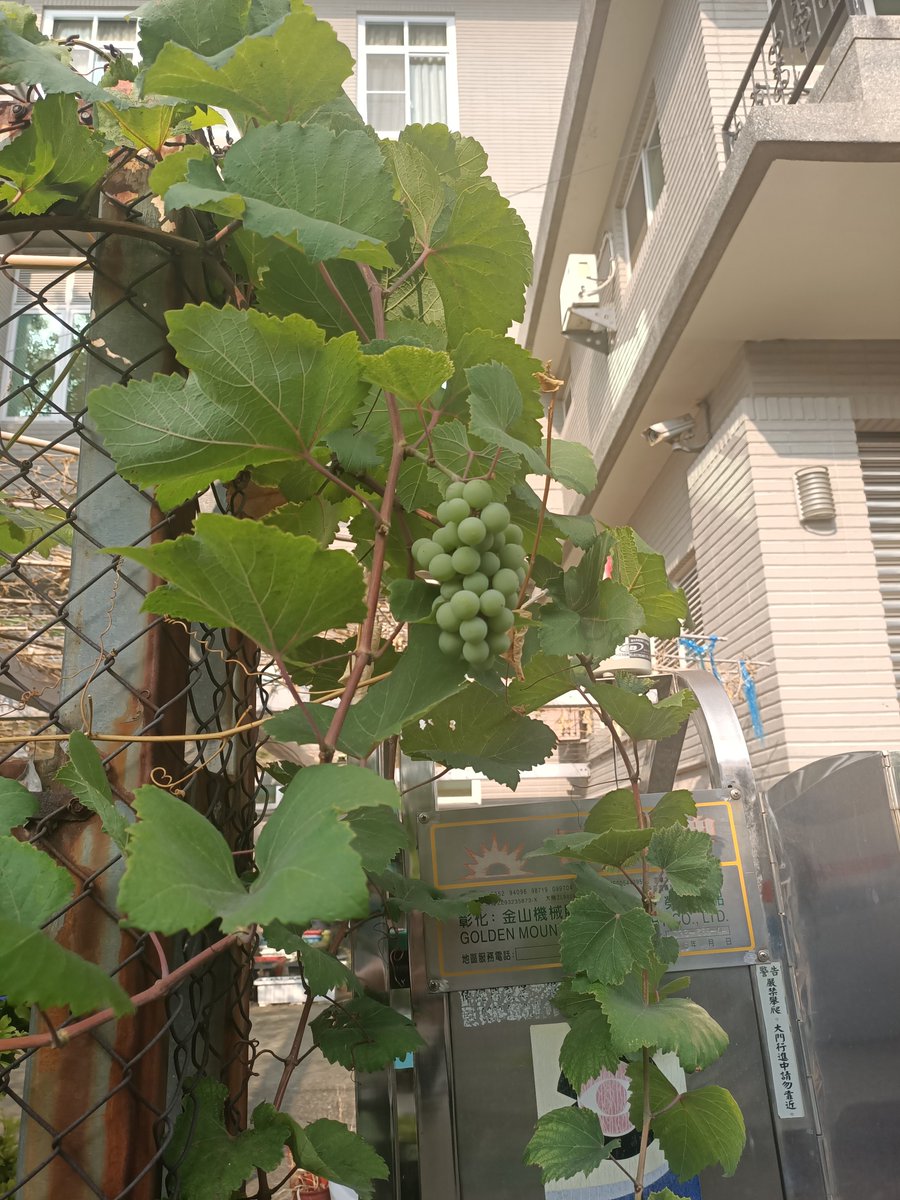 p0936902358's tweet photo. 自己種啥死啥,為啥人家隨便種都能長出果實不😅 https://t.co/duIgysYTpB