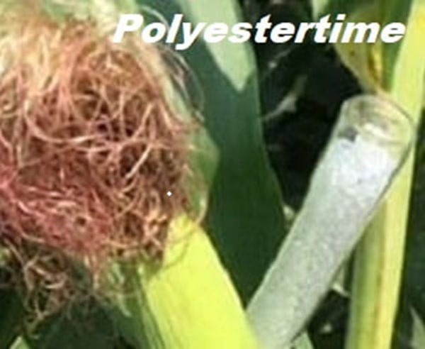 Polyestertime's tweet photo. Today on #Polyestertime ( https://t.co/2kHEr4bpCa )
you can read:
-#PolymerPower: How #LyondellBasell and #exoIQ Unleash Revolutionary Industrial #WearableExoskeletonMaterials
-Revolutionary #PulpexPaperBottle Arrives in Italy to Disrupt #Packaging – #PolymerPrice Trends
-#Pa... https://t.co/WrTReJfAP9