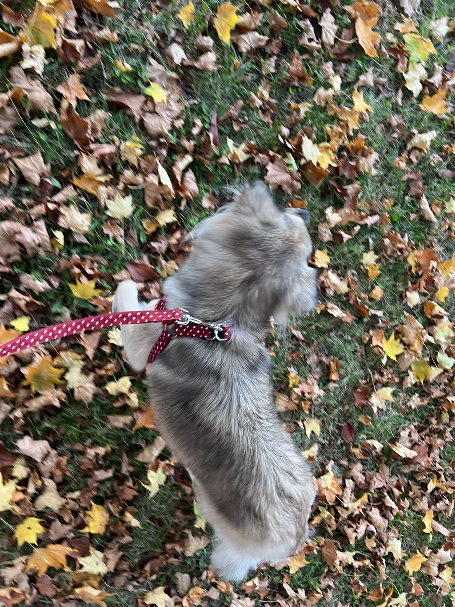 majorinko's tweet photo. 夕んぽ🐶🍂 https://t.co/pqCgUdjvRQ