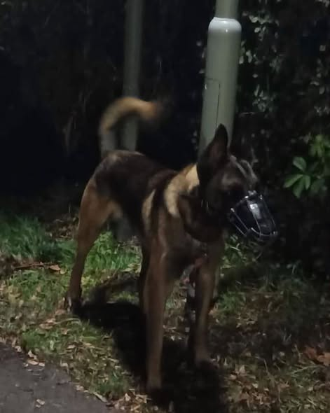 yolandaschultes's tweet photo. Monheim am Rhein  40789
Hund ausgesetzt
Kopie Tierheim Hilden
Wer kann uns Hinweise geben?
Gestern gegen 22 Uhr mussten wir diesen ausgesetzten Malinois-Rüden in Monheim abholen.
Fundort: Marienbergpark in Monheim, Ecke Parkstraße. Dort wurde er mit einer pinken Leine und seinem Maulkorb an einer Laterne angebunden zurückgelassen.
Laut Aussagen von Nachbarn wurde gegen 19 Uhr noch eine Person mit dem Hund dort gesehen. Ab etwa 20 bis 21 Uhr hörten Anwohner ihn dann ununterbrochen bellen, während er angebunden an der Laterne zurückgelassen wurde.
Die Finderin gab dem armen Kerl zunächst etwas zu trinken. Er trank auf Anhieb etwa einen Liter Wasser und war möglicherweise stark dehydriert. Außerdem ist er immens dünn.
Wir haben den unkastrierten Rüden inzwischen Piet genannt. Uns gegenüber zeigt er sich sehr freundlich.
Piet ist gechipt, allerdings ist der Chip leider nirgendwo registriert. Es handelt sich um einen deutschen Chip. Wir werden versuchen, über den Hersteller weitere Angaben zu seiner Herkunft herauszufinden.
Ein besonderes Erkennungsmerkmal hat Piet ebenfalls: Über seinem rechten Auge befindet sich eine auffällige Narbe.
Wir möchten unbedingt herausfinden, woher Piet kommt und wer etwas über ihn oder die Person sagen kann, die zuletzt mit ihm unterwegs war.
Wer hat Piet erkannt oder kann uns Hinweise zu seiner Herkunft geben? Jeder noch so kleine Hinweis kann helfen!
Hinweise bitte an:
E-Mail: Hunde@tierheim-hilden-ev.de
Telefon: 02103 54574
Bitte teilt diesen Beitrag, damit wir herausfinden können, was Piet widerfahren ist und wo er hingehört.