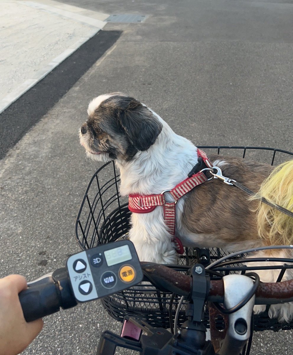 akko3513's tweet photo. チャリで公園に🐶
#シーズー　#ししまる https://t.co/ln3PM7anDI