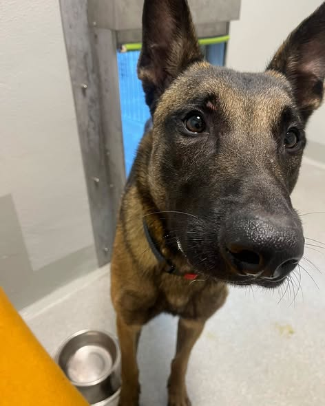 yolandaschultes's tweet photo. Monheim am Rhein  40789
Hund ausgesetzt
Kopie Tierheim Hilden
Wer kann uns Hinweise geben?
Gestern gegen 22 Uhr mussten wir diesen ausgesetzten Malinois-Rüden in Monheim abholen.
Fundort: Marienbergpark in Monheim, Ecke Parkstraße. Dort wurde er mit einer pinken Leine und seinem Maulkorb an einer Laterne angebunden zurückgelassen.
Laut Aussagen von Nachbarn wurde gegen 19 Uhr noch eine Person mit dem Hund dort gesehen. Ab etwa 20 bis 21 Uhr hörten Anwohner ihn dann ununterbrochen bellen, während er angebunden an der Laterne zurückgelassen wurde.
Die Finderin gab dem armen Kerl zunächst etwas zu trinken. Er trank auf Anhieb etwa einen Liter Wasser und war möglicherweise stark dehydriert. Außerdem ist er immens dünn.
Wir haben den unkastrierten Rüden inzwischen Piet genannt. Uns gegenüber zeigt er sich sehr freundlich.
Piet ist gechipt, allerdings ist der Chip leider nirgendwo registriert. Es handelt sich um einen deutschen Chip. Wir werden versuchen, über den Hersteller weitere Angaben zu seiner Herkunft herauszufinden.
Ein besonderes Erkennungsmerkmal hat Piet ebenfalls: Über seinem rechten Auge befindet sich eine auffällige Narbe.
Wir möchten unbedingt herausfinden, woher Piet kommt und wer etwas über ihn oder die Person sagen kann, die zuletzt mit ihm unterwegs war.
Wer hat Piet erkannt oder kann uns Hinweise zu seiner Herkunft geben? Jeder noch so kleine Hinweis kann helfen!
Hinweise bitte an:
E-Mail: Hunde@tierheim-hilden-ev.de
Telefon: 02103 54574
Bitte teilt diesen Beitrag, damit wir herausfinden können, was Piet widerfahren ist und wo er hingehört.