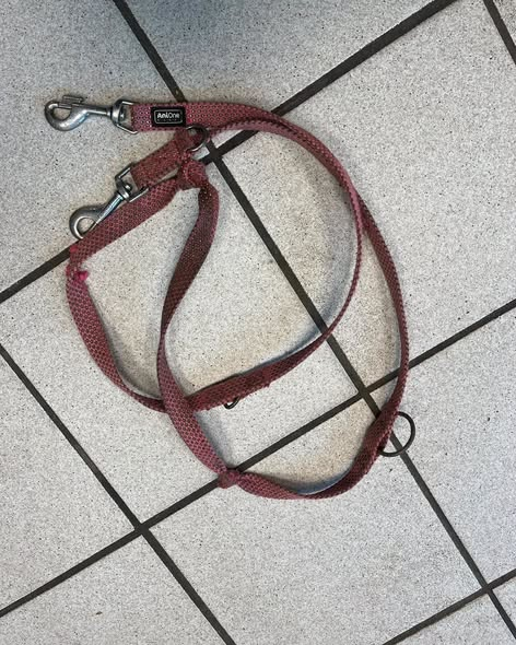 yolandaschultes's tweet photo. Monheim am Rhein  40789
Hund ausgesetzt
Kopie Tierheim Hilden
Wer kann uns Hinweise geben?
Gestern gegen 22 Uhr mussten wir diesen ausgesetzten Malinois-Rüden in Monheim abholen.
Fundort: Marienbergpark in Monheim, Ecke Parkstraße. Dort wurde er mit einer pinken Leine und seinem Maulkorb an einer Laterne angebunden zurückgelassen.
Laut Aussagen von Nachbarn wurde gegen 19 Uhr noch eine Person mit dem Hund dort gesehen. Ab etwa 20 bis 21 Uhr hörten Anwohner ihn dann ununterbrochen bellen, während er angebunden an der Laterne zurückgelassen wurde.
Die Finderin gab dem armen Kerl zunächst etwas zu trinken. Er trank auf Anhieb etwa einen Liter Wasser und war möglicherweise stark dehydriert. Außerdem ist er immens dünn.
Wir haben den unkastrierten Rüden inzwischen Piet genannt. Uns gegenüber zeigt er sich sehr freundlich.
Piet ist gechipt, allerdings ist der Chip leider nirgendwo registriert. Es handelt sich um einen deutschen Chip. Wir werden versuchen, über den Hersteller weitere Angaben zu seiner Herkunft herauszufinden.
Ein besonderes Erkennungsmerkmal hat Piet ebenfalls: Über seinem rechten Auge befindet sich eine auffällige Narbe.
Wir möchten unbedingt herausfinden, woher Piet kommt und wer etwas über ihn oder die Person sagen kann, die zuletzt mit ihm unterwegs war.
Wer hat Piet erkannt oder kann uns Hinweise zu seiner Herkunft geben? Jeder noch so kleine Hinweis kann helfen!
Hinweise bitte an:
E-Mail: Hunde@tierheim-hilden-ev.de
Telefon: 02103 54574
Bitte teilt diesen Beitrag, damit wir herausfinden können, was Piet widerfahren ist und wo er hingehört.