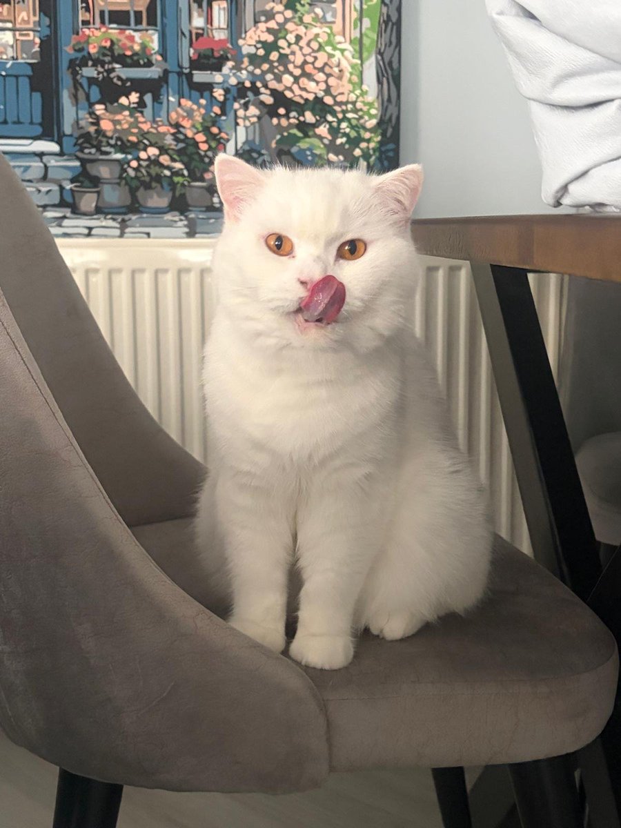 HamisMehtap's tweet photo. Adı Asil 5 yaşında, kısır erkek ve uysal sokağa atılmış korumaya alındı aşıları yapıldı temizlendi bir prens oldu,ona ömürlük yuvasını açacak şanslı kişiyi bulmak için paylaşım desteği verir misiniz lütfen 🙏 Adana,iletişim 05322613408 İstanbul'a da gelebilir https://t.co/BNUtj7p8yy