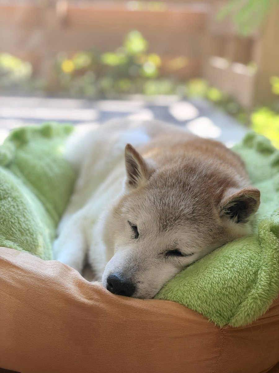 sibainukota's tweet photo. お昼寝にピッタリな陽気だね〜😴

#shibainu
#柴犬
#シニア犬
#犬のいる暮らし
#犬のいる暮らし https://t.co/4n3ncMUtRA