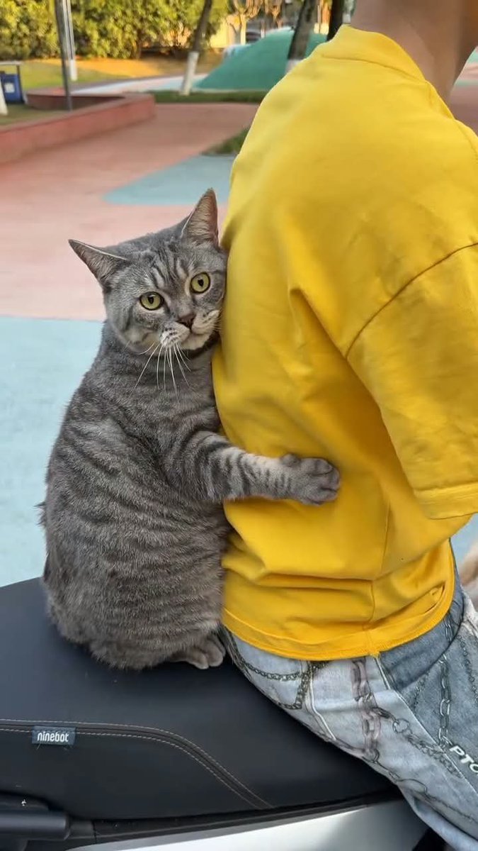 ThePetsX's tweet photo. This cat refuses to let go of her favorite human https://t.co/yx2U6cbeWh