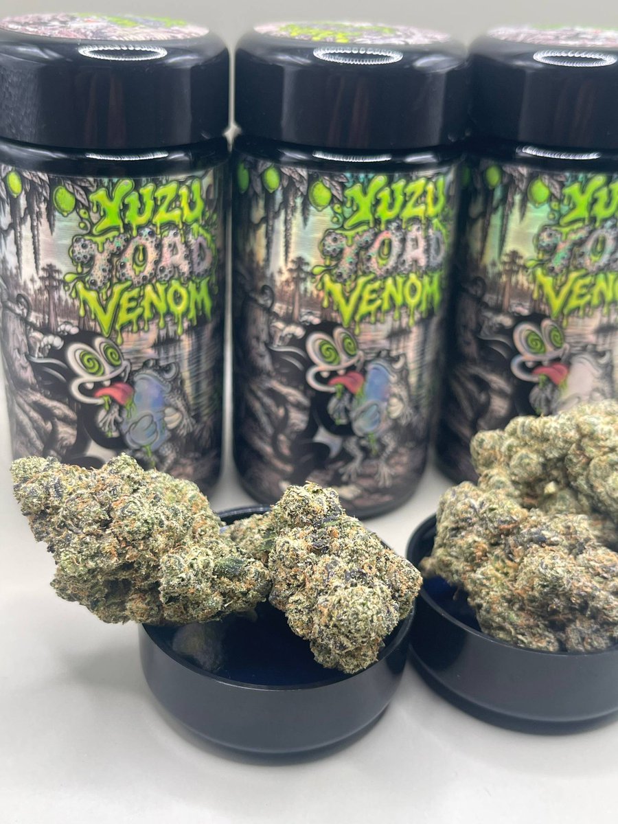 CannabisXTh's tweet photo. YUZU TOAD VENOM 🍋‍🟩⛽ — Exotics 710 @exotics710 

Toad Venom × Yuzu Kush | 28–30% THC

Sharp Yuzu citrus meets heavy gas, chemical funk and a cool mint finish. Alert, wide-eyed head high first; deeper body relaxation follows.

Bright opening. Heavy landing. https://t.co/9X73FcBs1V