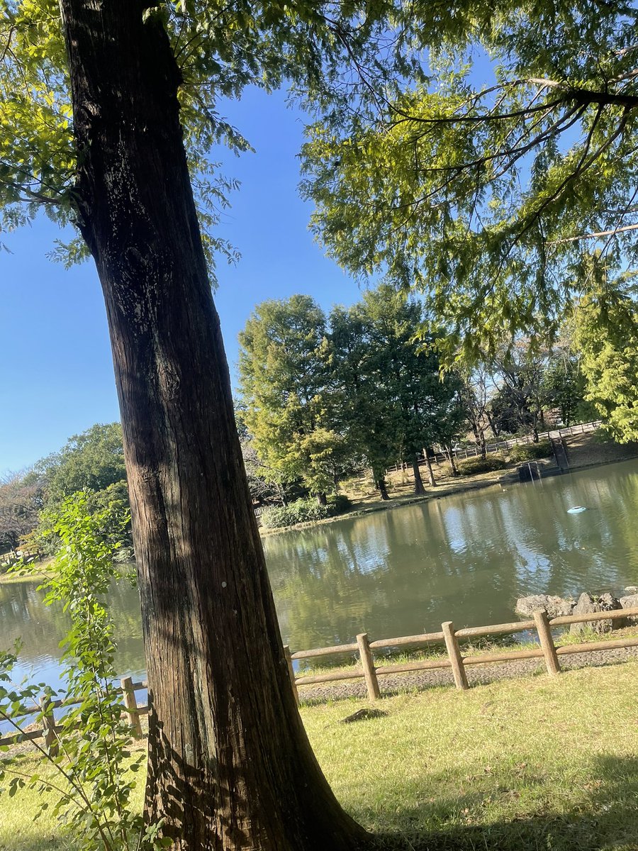marufuka01's tweet photo. ポケモンGOをしに公園来たら晴天でした☀️ https://t.co/jo2ITVIx60