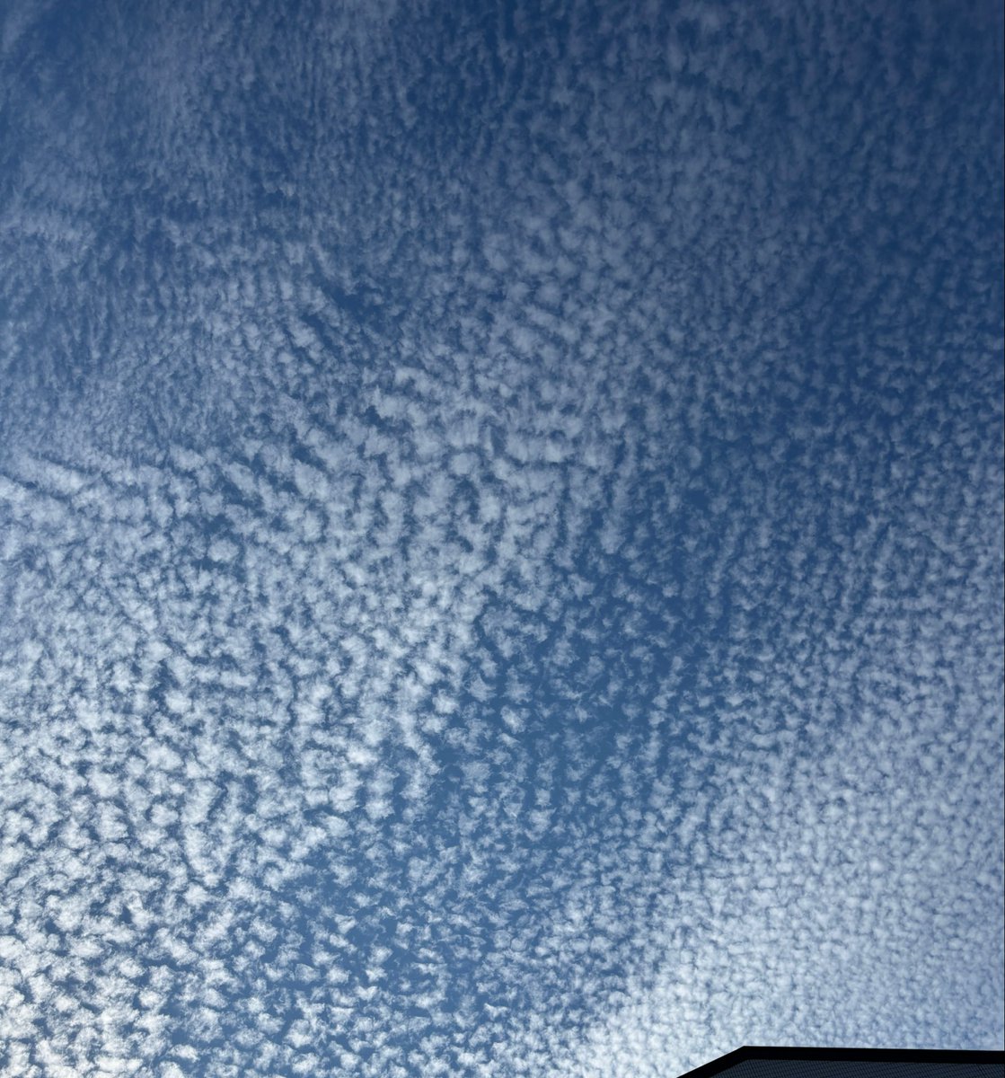 bessiegomame's tweet photo. 高くなった空に綺麗な雲、そして催促ごま。
ちゅーあげよ。
#雲 #ねこのいる幸せ  #猫好きさんと繋がりたい𓏲𓎨 #シャルトリュー #ごま https://t.co/8ZhfZZx9Bv