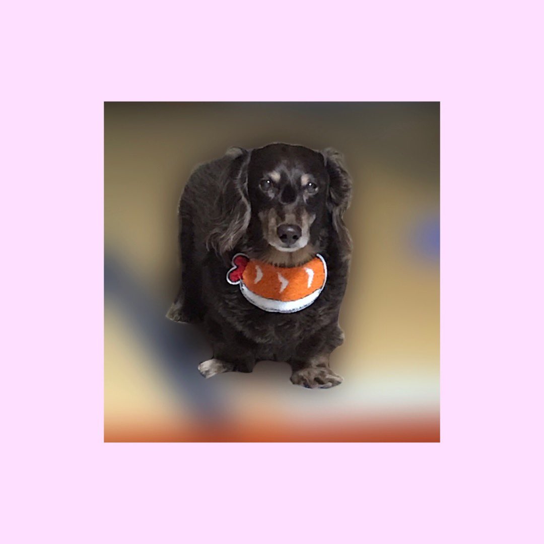 choco1_deco18's tweet photo. イッヌ大好きだし、ダックス見るたびはわ……かわいい❤️ってなるけど、、、
けど、、、（ ;  ; ）
チョコがいいよぉ、、、
エビつけられたり、着たくないサンタ服着せられて睨みつけられたり
座布団に乗れてない
みかん泥棒のお前がいいよー！！🍊🎅🐕
ｻﾐｼｰ!!!!! https://t.co/cKitkWNVfG