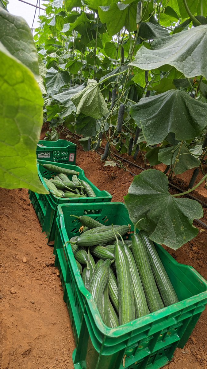 niyo_charles's tweet photo. 👩🏽‍🌾 GREENHOUSE FARMING: A SMARTER WAY TO GROW MORE WITH LESS! 

Many vegetable farmers think greenhouse farming is only for people with millions in the bank or large commercial farms.

But the truth is that greenhouse farming can help farmers improve productivity, manage resources more efficiently, and produce high-quality vegetables throughout the year.

When you move from traditional open-field farming to a controlled greenhouse environment, you gain better control over irrigation, fertilization, temperature, humidity, and pest management.

✅Key takeaway to read:👇

>🟠 WHY GREENHOUSE FARMING CAN TRANSFORM YOUR FARM.

>🟢 LET'S TAKE GREENHOUSE CUCUMBER FARMING AS AN EXAMPLE!

>👨🏽‍🌾 SUCCESS IN GREENHOUSE FARMING IS NOT JUST ABOUT BUILDING A GREENHOUSE.

Open the thread 🧵 3/3