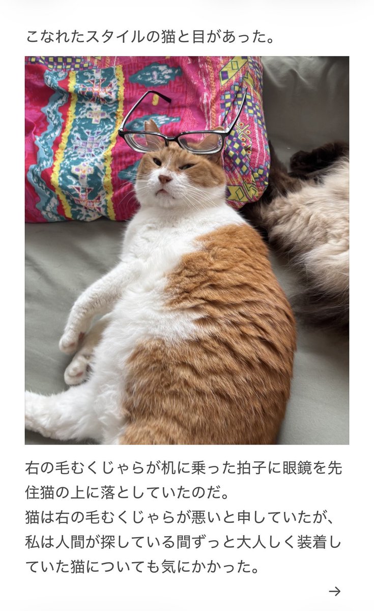 yalalalalalala's tweet photo. 【猫に注意が必要な日用品】 https://t.co/2lcIVRNBQP