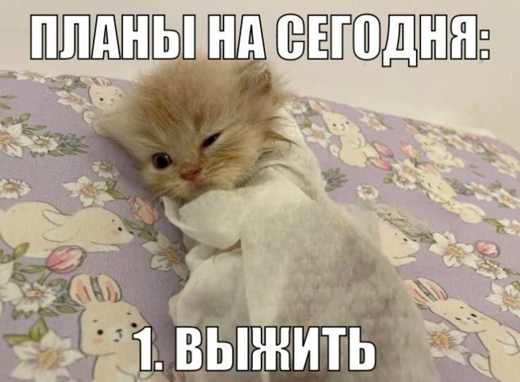 Sofa366d's tweet photo. Я сегодня утром чуть кони не двинула.. очень ужасно себя чувствую https://t.co/mpXX275m6s