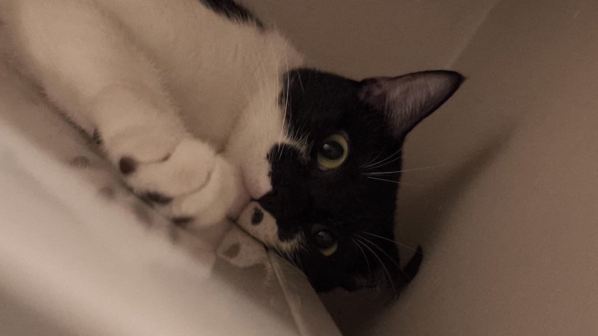 hailtothecatss's tweet photo. https://t.co/PG8w5Xq21T