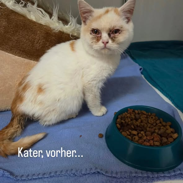 yolandaschultes's tweet photo. 04509 Delitzsch, Germany
Zwei schwer kranke Fundkätchen am Neuhäuser See entdeckt
Kopie Tierheim Delitzsch
Wer tut so etwas?
Gestern wurden zwei schwer kranke Fundkätzchen, weitab im Schilf am Neuhäuser See entdeckt. Verklebte Augen, zugesetzte Ohren, voller Kot und Parasiten. Zwei hilflose kleine Seelen, einfach ihrem Schicksal überlassen.
Die beiden sind keine gewöhnlichen Hauskatzen. Könnten als Ragdoll, Britisch Kurzhaar oder andere Rassekatzen selbst, im Hinterzimmer, irgendwo produziert worden sein? Anders können wir dies nicht bezeichnen. Nun zu krank und deshalb einfach entsorgt? Wir wissen es nicht, aber wir brauchen eure Hilfe!
Wer hat etwas beobachtet? Wurden irgendwo Kitten zum Verkauf angeboten? Kennt jemand die Herkunft der beiden?
Jeder Hinweis zählt! Bitte meldet euch bei uns.
Wer Leben in die Welt setzt, trägt Verantwortung, auch dann, wenn es krank wird und Geld kostet.
Zwei kleine Leben, die eine Chance verdienen. Helft uns, herauszufinden, woher sie kommen!
Wichtiger Hinweis: Es geht ausdrücklich nicht um eine Vermittlung der beiden Kätzchen! Bitte meldet euch nur, wenn ihr sachdienliche Hinweise zu ihrer Herkunft oder zum möglichen Aussetzen habt.
+49 34202 51757
kontakt@tierheim-delitzsch.de