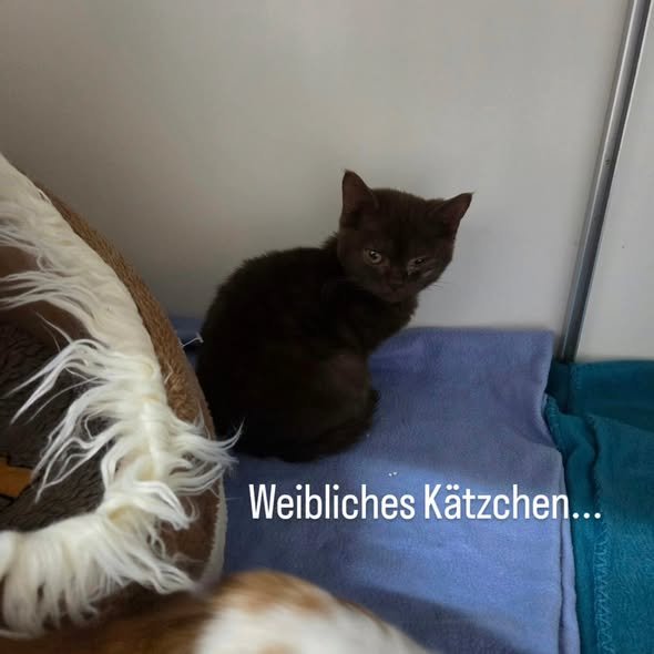 yolandaschultes's tweet photo. 04509 Delitzsch, Germany
Zwei schwer kranke Fundkätchen am Neuhäuser See entdeckt
Kopie Tierheim Delitzsch
Wer tut so etwas?
Gestern wurden zwei schwer kranke Fundkätzchen, weitab im Schilf am Neuhäuser See entdeckt. Verklebte Augen, zugesetzte Ohren, voller Kot und Parasiten. Zwei hilflose kleine Seelen, einfach ihrem Schicksal überlassen.
Die beiden sind keine gewöhnlichen Hauskatzen. Könnten als Ragdoll, Britisch Kurzhaar oder andere Rassekatzen selbst, im Hinterzimmer, irgendwo produziert worden sein? Anders können wir dies nicht bezeichnen. Nun zu krank und deshalb einfach entsorgt? Wir wissen es nicht, aber wir brauchen eure Hilfe!
Wer hat etwas beobachtet? Wurden irgendwo Kitten zum Verkauf angeboten? Kennt jemand die Herkunft der beiden?
Jeder Hinweis zählt! Bitte meldet euch bei uns.
Wer Leben in die Welt setzt, trägt Verantwortung, auch dann, wenn es krank wird und Geld kostet.
Zwei kleine Leben, die eine Chance verdienen. Helft uns, herauszufinden, woher sie kommen!
Wichtiger Hinweis: Es geht ausdrücklich nicht um eine Vermittlung der beiden Kätzchen! Bitte meldet euch nur, wenn ihr sachdienliche Hinweise zu ihrer Herkunft oder zum möglichen Aussetzen habt.
+49 34202 51757
kontakt@tierheim-delitzsch.de