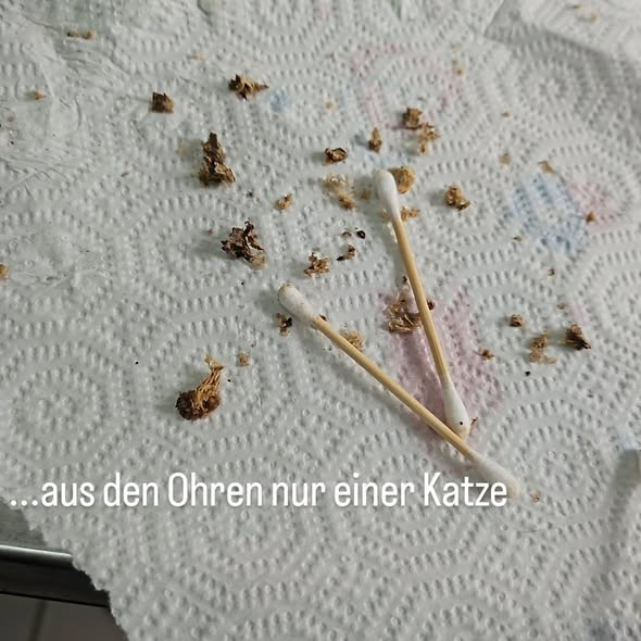 yolandaschultes's tweet photo. 04509 Delitzsch, Germany
Zwei schwer kranke Fundkätchen am Neuhäuser See entdeckt
Kopie Tierheim Delitzsch
Wer tut so etwas?
Gestern wurden zwei schwer kranke Fundkätzchen, weitab im Schilf am Neuhäuser See entdeckt. Verklebte Augen, zugesetzte Ohren, voller Kot und Parasiten. Zwei hilflose kleine Seelen, einfach ihrem Schicksal überlassen.
Die beiden sind keine gewöhnlichen Hauskatzen. Könnten als Ragdoll, Britisch Kurzhaar oder andere Rassekatzen selbst, im Hinterzimmer, irgendwo produziert worden sein? Anders können wir dies nicht bezeichnen. Nun zu krank und deshalb einfach entsorgt? Wir wissen es nicht, aber wir brauchen eure Hilfe!
Wer hat etwas beobachtet? Wurden irgendwo Kitten zum Verkauf angeboten? Kennt jemand die Herkunft der beiden?
Jeder Hinweis zählt! Bitte meldet euch bei uns.
Wer Leben in die Welt setzt, trägt Verantwortung, auch dann, wenn es krank wird und Geld kostet.
Zwei kleine Leben, die eine Chance verdienen. Helft uns, herauszufinden, woher sie kommen!
Wichtiger Hinweis: Es geht ausdrücklich nicht um eine Vermittlung der beiden Kätzchen! Bitte meldet euch nur, wenn ihr sachdienliche Hinweise zu ihrer Herkunft oder zum möglichen Aussetzen habt.
+49 34202 51757
kontakt@tierheim-delitzsch.de