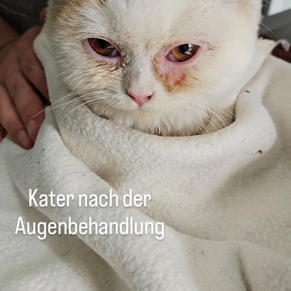 yolandaschultes's tweet photo. 04509 Delitzsch, Germany
Zwei schwer kranke Fundkätchen am Neuhäuser See entdeckt
Kopie Tierheim Delitzsch
Wer tut so etwas?
Gestern wurden zwei schwer kranke Fundkätzchen, weitab im Schilf am Neuhäuser See entdeckt. Verklebte Augen, zugesetzte Ohren, voller Kot und Parasiten. Zwei hilflose kleine Seelen, einfach ihrem Schicksal überlassen.
Die beiden sind keine gewöhnlichen Hauskatzen. Könnten als Ragdoll, Britisch Kurzhaar oder andere Rassekatzen selbst, im Hinterzimmer, irgendwo produziert worden sein? Anders können wir dies nicht bezeichnen. Nun zu krank und deshalb einfach entsorgt? Wir wissen es nicht, aber wir brauchen eure Hilfe!
Wer hat etwas beobachtet? Wurden irgendwo Kitten zum Verkauf angeboten? Kennt jemand die Herkunft der beiden?
Jeder Hinweis zählt! Bitte meldet euch bei uns.
Wer Leben in die Welt setzt, trägt Verantwortung, auch dann, wenn es krank wird und Geld kostet.
Zwei kleine Leben, die eine Chance verdienen. Helft uns, herauszufinden, woher sie kommen!
Wichtiger Hinweis: Es geht ausdrücklich nicht um eine Vermittlung der beiden Kätzchen! Bitte meldet euch nur, wenn ihr sachdienliche Hinweise zu ihrer Herkunft oder zum möglichen Aussetzen habt.
+49 34202 51757
kontakt@tierheim-delitzsch.de