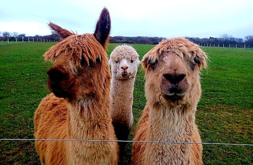 DoctorsDistress's tweet photo. Thank you to Alpaca Walkies who have kindly donated 10 places for their alpaca walking in North Devon!  

If you or your team would be interested in taking this up, please comment below or email contact@doctors-in-distress.org.uk  

First come, first serve so don't miss out! https://t.co/E9zfO0StfF
