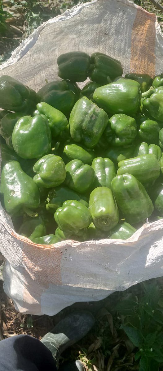 we4climate's tweet photo. Can a pavron (sweet pepper)farmer become a millionaire❓
Yes, if you farm smart: mulch your soil, protect it and harvest at the right time.
Pavro (sweet pepper) can be a real business.
What's your biggest challenge, pests, market or water❓
#Pavro #SmartFarming #We4Climate https://t.co/wC29ztHr1J