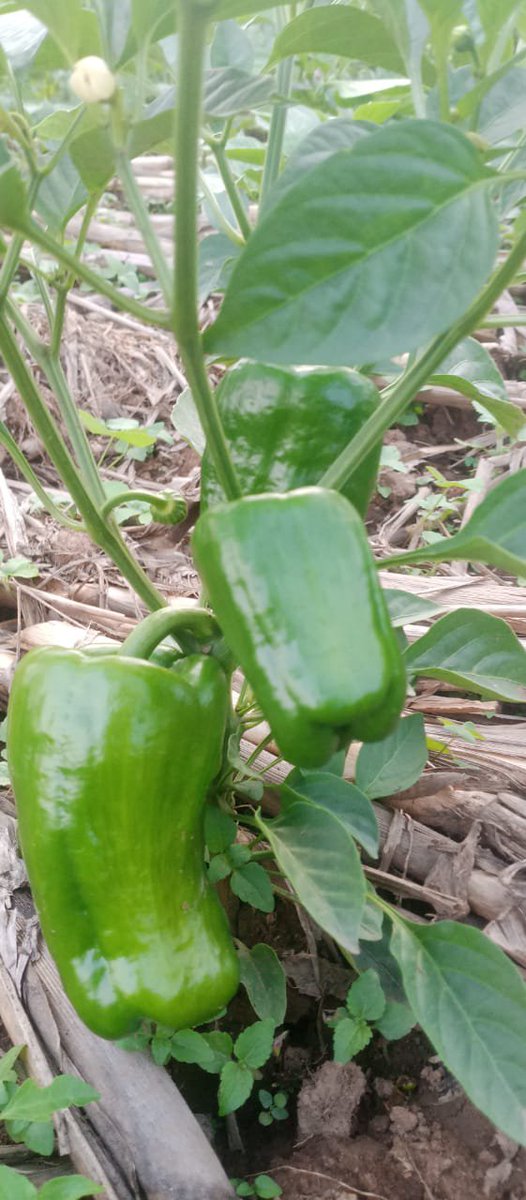 we4climate's tweet photo. Can a pavron (sweet pepper)farmer become a millionaire❓
Yes, if you farm smart: mulch your soil, protect it and harvest at the right time.
Pavro (sweet pepper) can be a real business.
What's your biggest challenge, pests, market or water❓
#Pavro #SmartFarming #We4Climate https://t.co/wC29ztHr1J