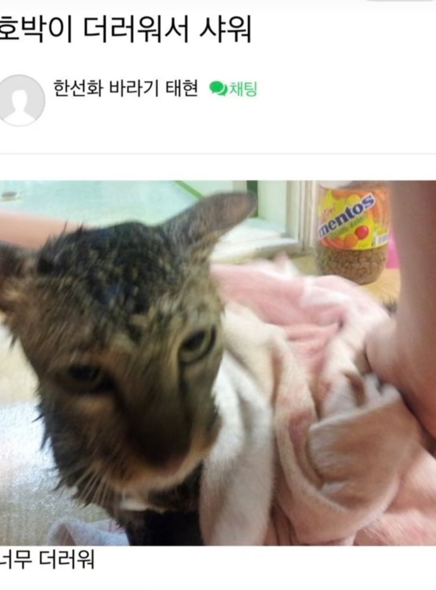iz3z3u's tweet photo. 진주양은 대체 왜 호박이를 햄스터로 봤을까 https://t.co/Nx92S5eiWu